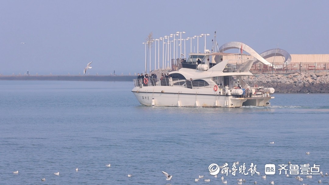 看大海、赏群鸥，这个春天生态日照 “观鸥”热度持续攀升