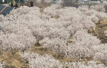 花开泉城 果香可期！济南发布春日特色林果赏花攻略