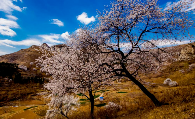 花开泉城 果香可期！济南发布春日特色林果赏花攻略