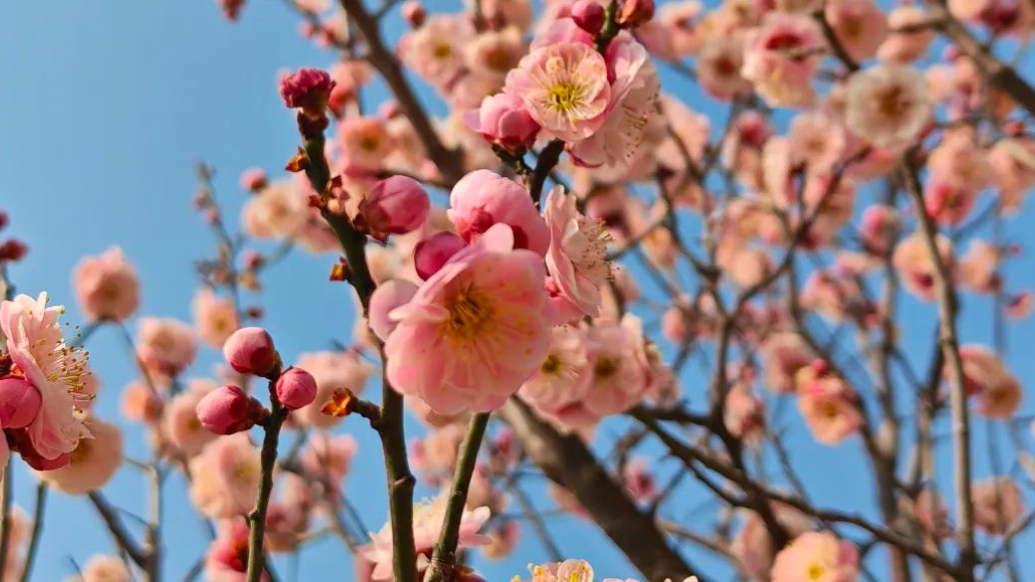 果然视频丨即墨马山公园梅花悄然绽放，暗香浮动市民纷至沓来