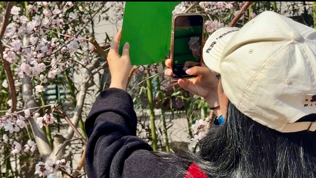 果然视频丨2万株梅花竞相绽放！这个春天青岛赏花的人又“鼓”了