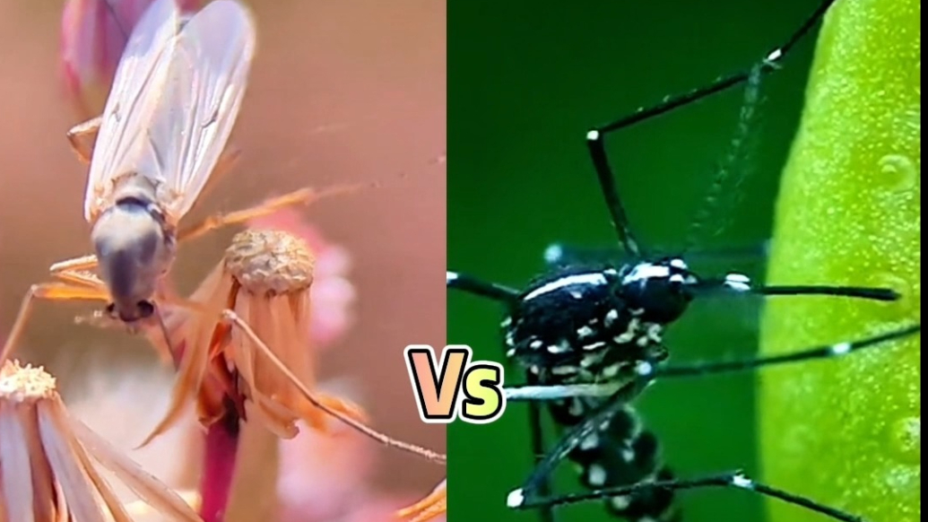 果然视频|临沂沂河边“小蚊子”成群?真相来了