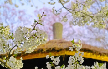 济南2026花期预报来了，带你精准打卡春日花海