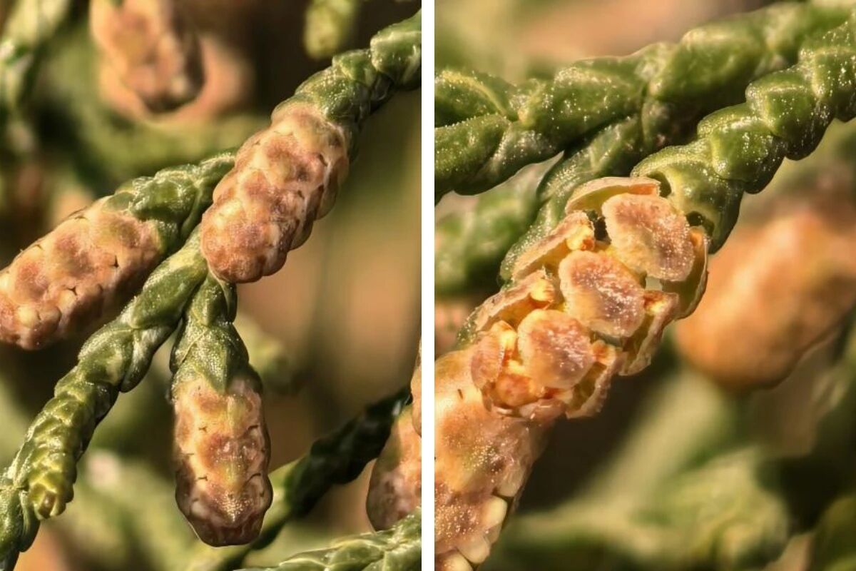 转给“过敏星人”！全国春季花粉始期预报来了