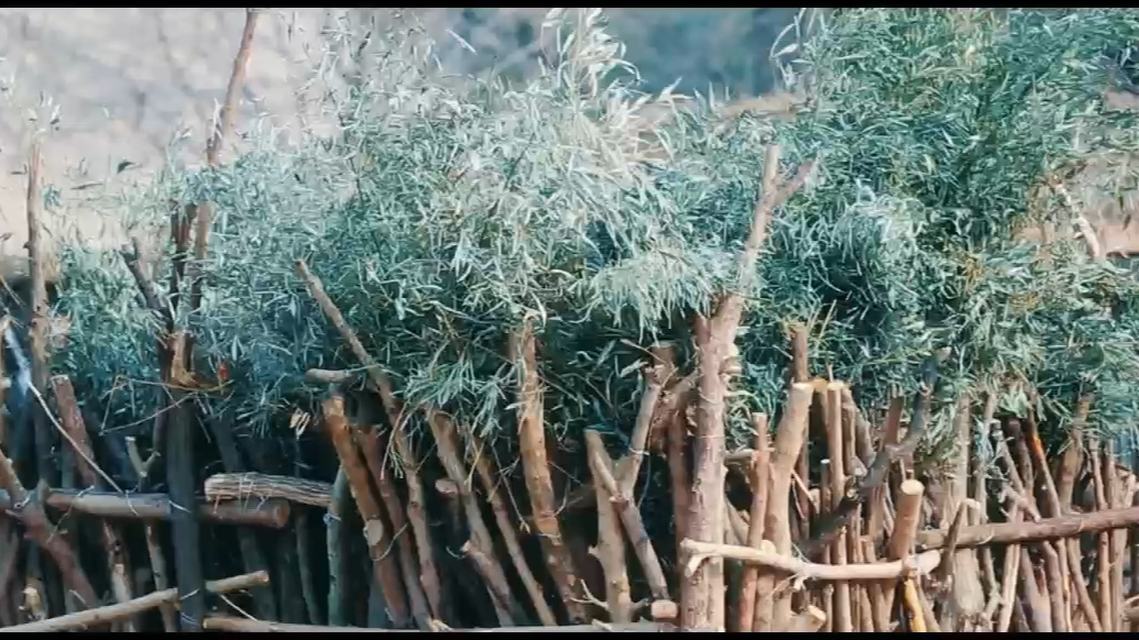 果然视频|动物视界（480）动物园黇鹿的幸福生活