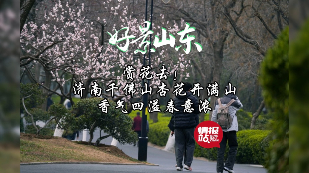 果然视频·好景山东|济南千佛山杏花开满山，香气四溢春意浓！