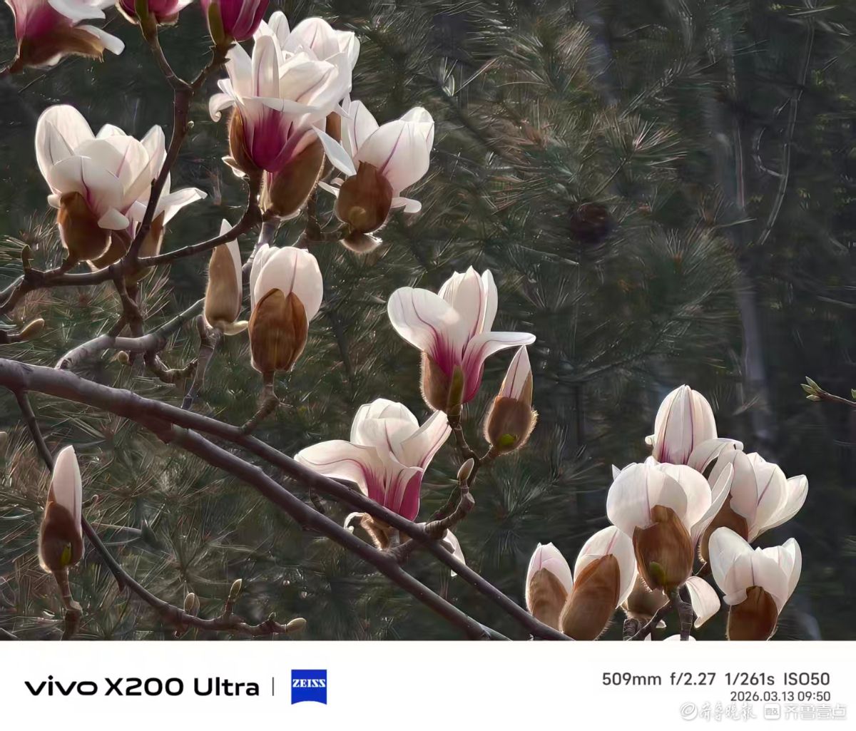 百花公园玉兰大道，我在记录