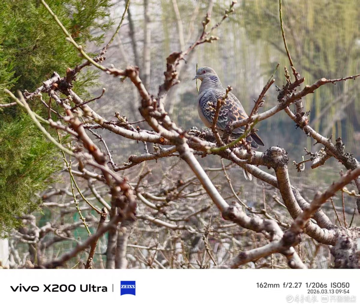 百花公园玉兰大道，我在记录