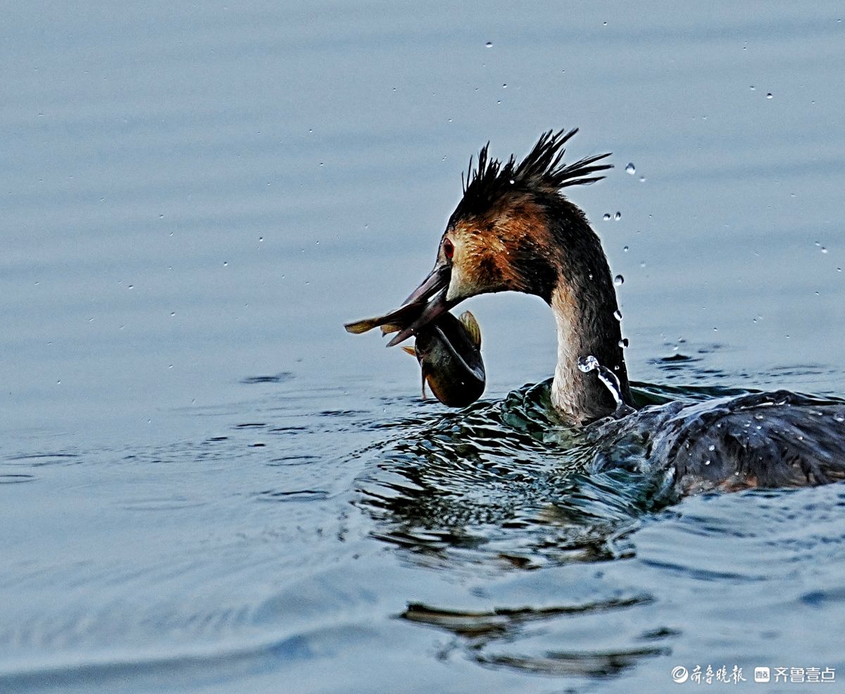 华山湖公园，吃泥鳅的凤头䴙鹈