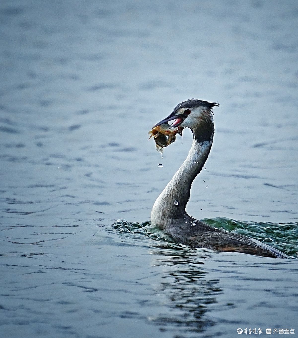 华山湖公园，吃泥鳅的凤头䴙鹈