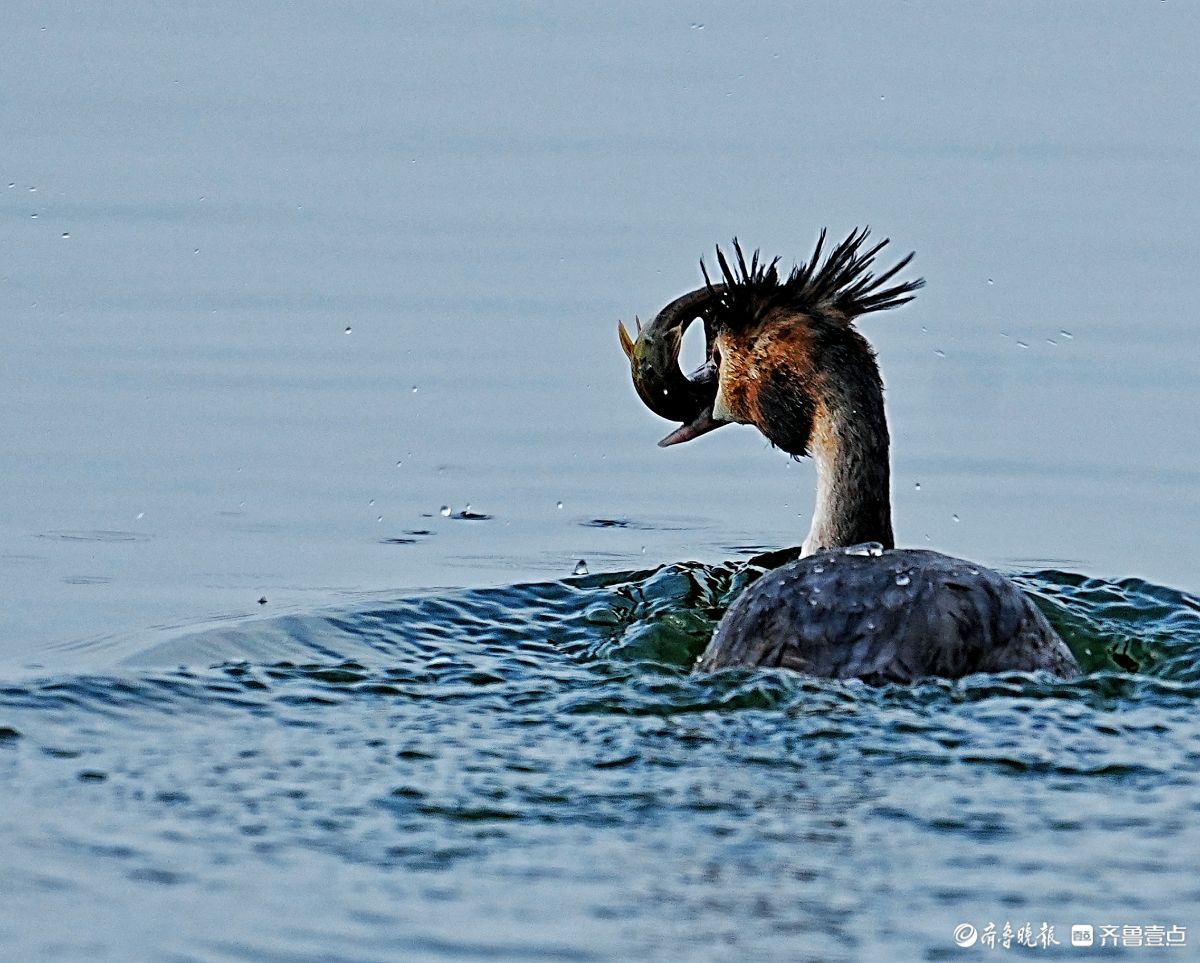 华山湖公园，吃泥鳅的凤头䴙鹈