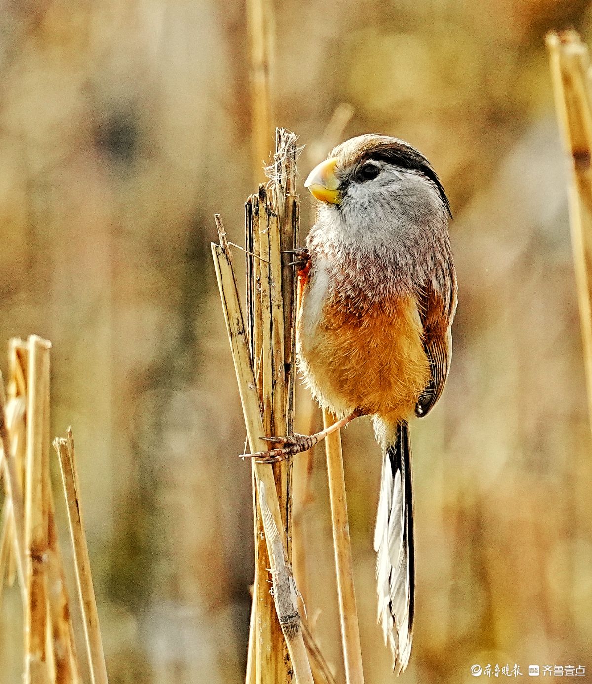 华山湖公园，“鸟中熊猫”震旦鸦雀
