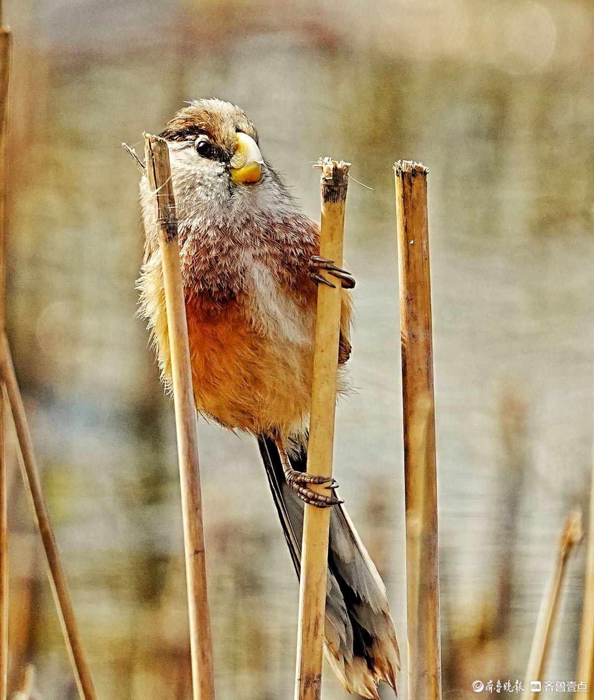 华山湖公园，“鸟中熊猫”震旦鸦雀
