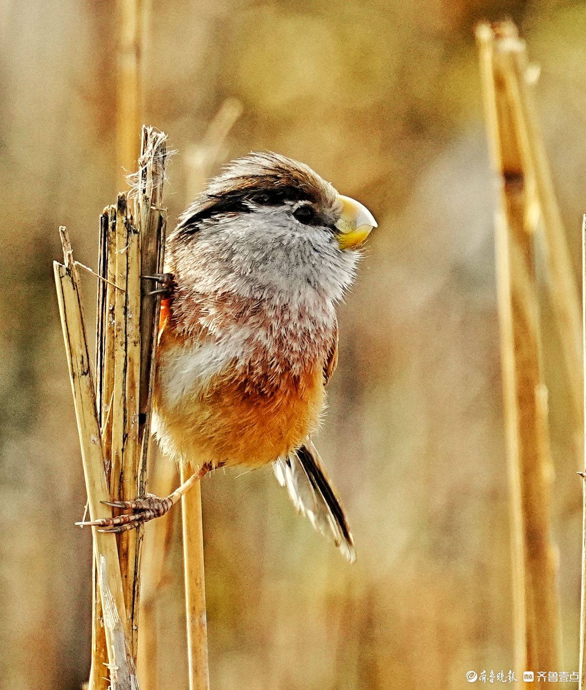 华山湖公园，“鸟中熊猫”震旦鸦雀