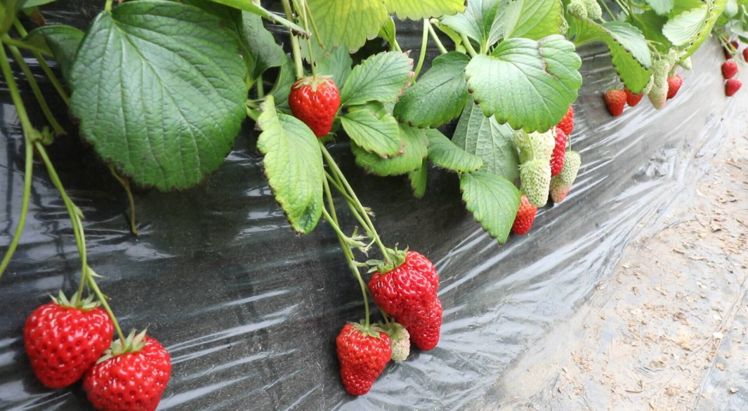 党建赋能“莓”好 双桥镇小草莓撬动乡村产业振兴