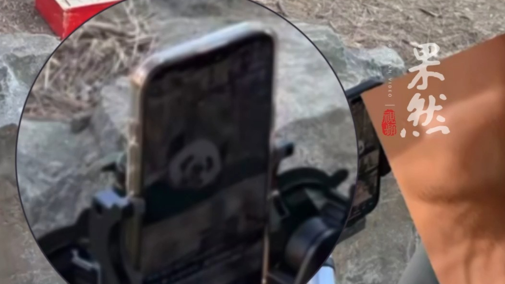 果然视频|大连一动物园熊猫馆贴满手机开直播遭网友吐槽！工作人员回应