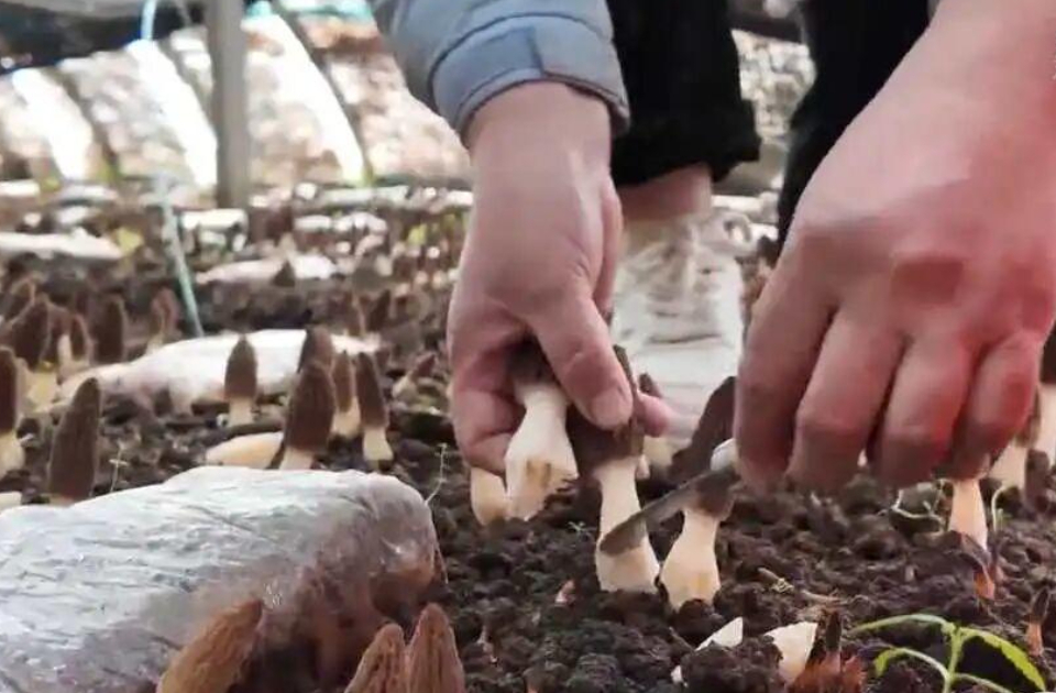 一周农讯速览｜山东蹚出片区化推进乡村振兴有效路径；兰山羊肚菌规模化种植迎丰收