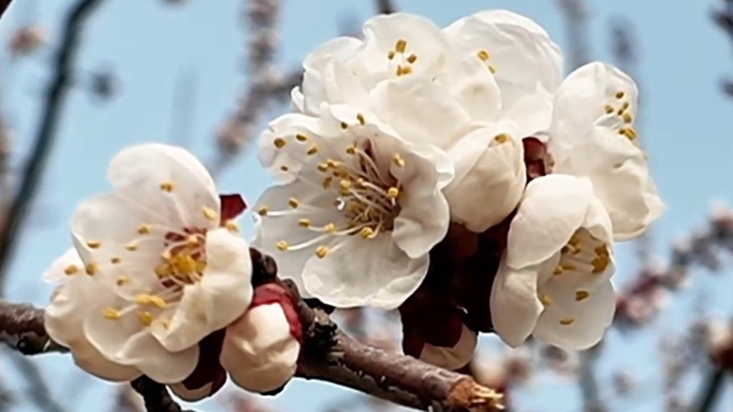 果然视频｜春风有信，花开有期，德州长河公园的春天开始了！