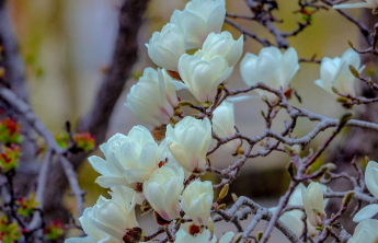 壹点日历3.18|心怀热爱不负时光，步步向前日日向上！早安