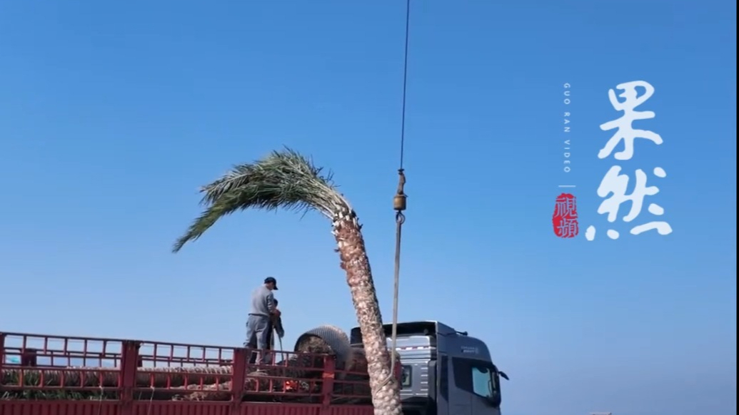 果然视频|“雪窝子”里种椰子树？景区回应：属于棕榈树