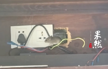 海南9800元一晚高档酒店半夜惊现三只老鼠，游客称“整夜未能入睡”