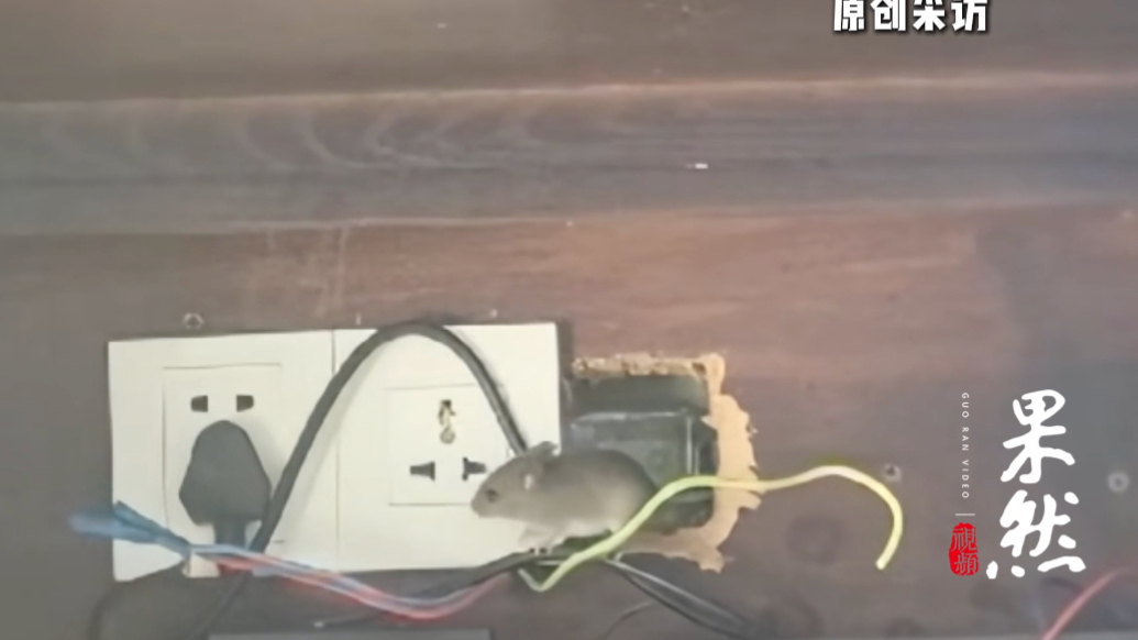 果然视频|海南9800元一晚高档酒店半夜惊现三只老鼠，游客称“整夜未能入睡”