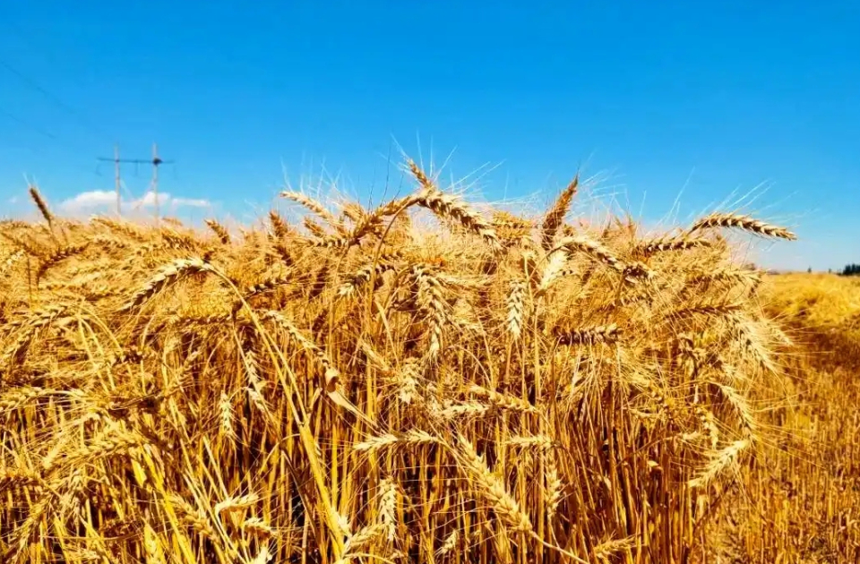 一粒小麦的“价值跃迁”——滨州中裕食品有限公司“三产融合”打造百亿级产业链