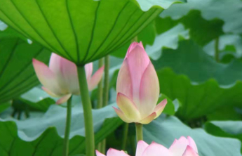 阳城二号井：争当 “安全明白人” 筑牢矿井安全防线