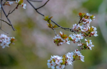 壹点日历3.20|今日春分！正是一年春好处，莫负春光莫负己