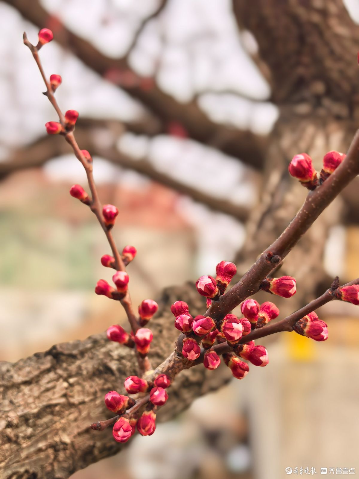 春天的花骨朵生机盎然，引人向往