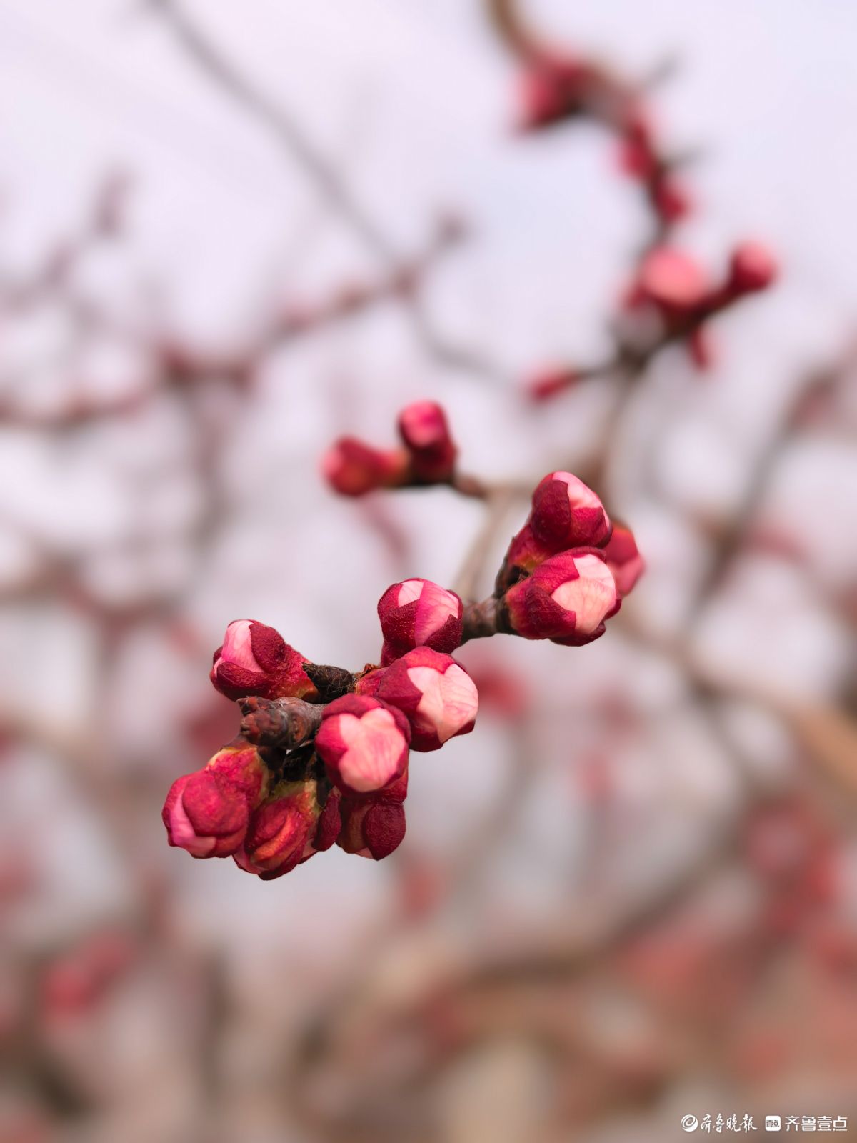 春天的花骨朵生机盎然，引人向往