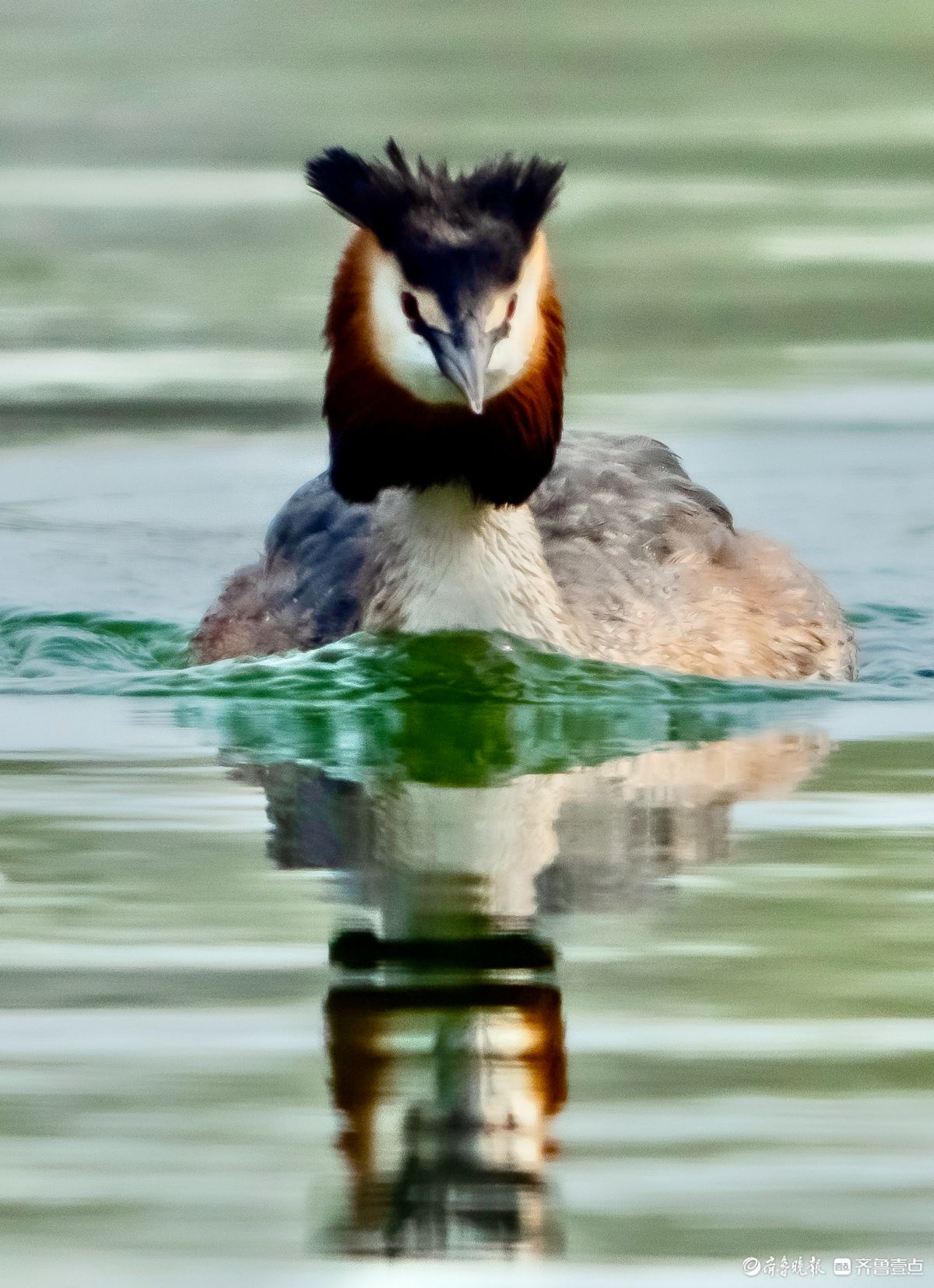 华山湖景区里的凤头䴙鷈