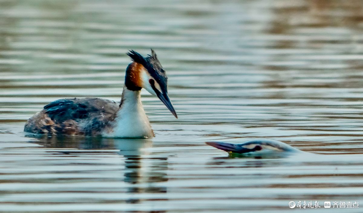 华山湖景区里的凤头䴙鷈