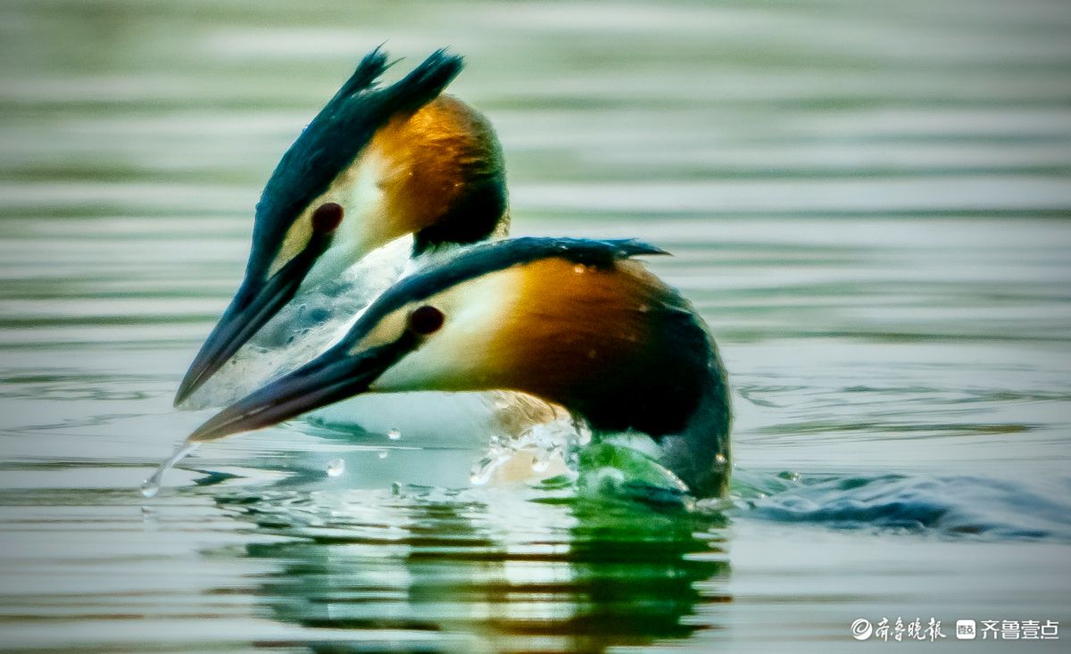 华山湖景区里的凤头䴙鷈