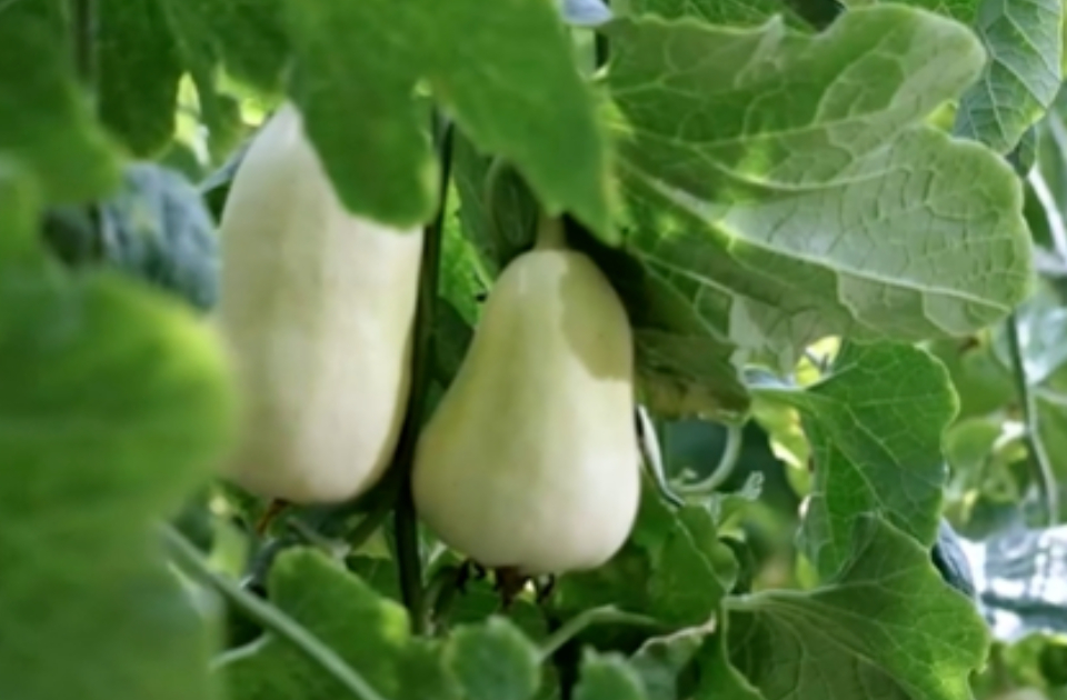 青州银瓜：做“大单品”还是做“大产业”？一个地理标志农产品的现代突围战