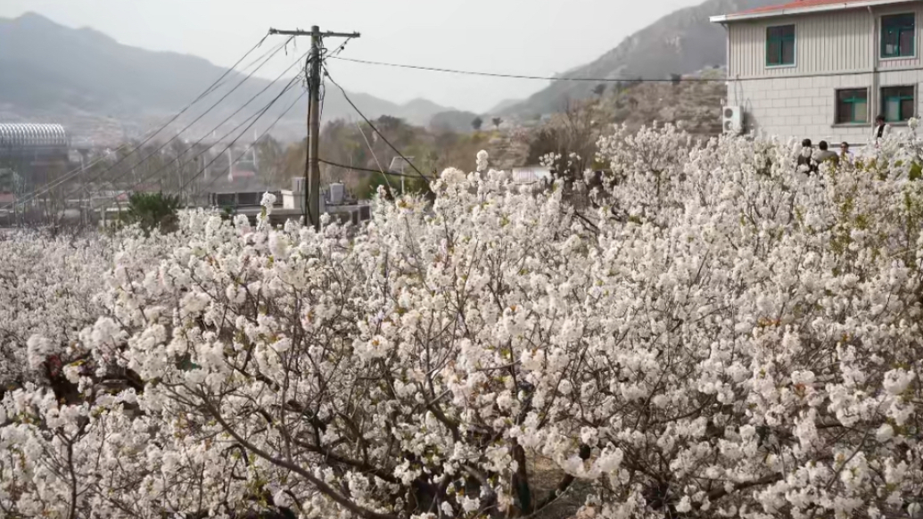 果然视频丨春暖花开时亦是过敏性鼻炎高发期，听听专家说法