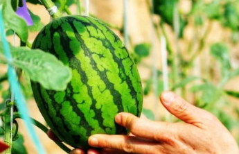 速看！山东26个农产品品牌拟入选省级培育名单，有你家乡的吗？