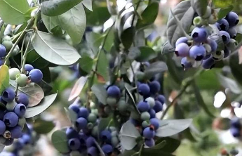 蓝莓降价了！知名商超最大跌幅超3成！直播间里论桶卖