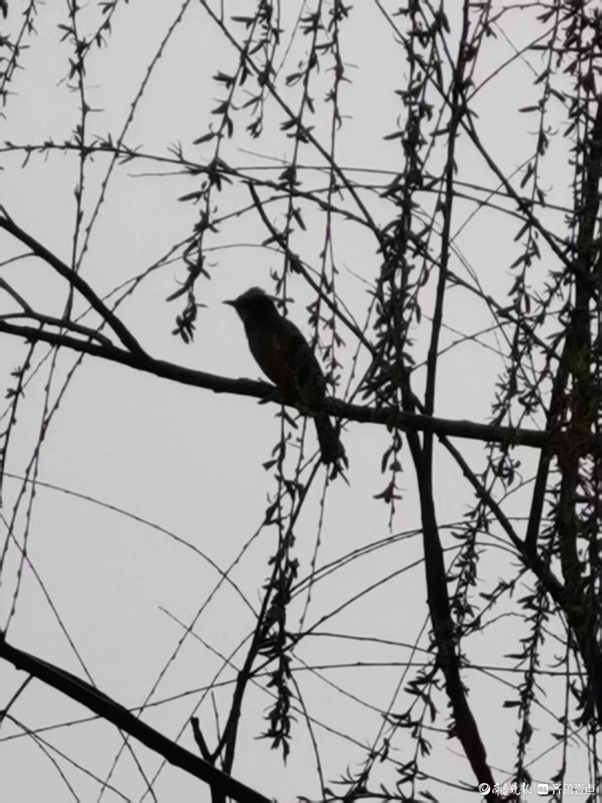 青年渠旁春意浓