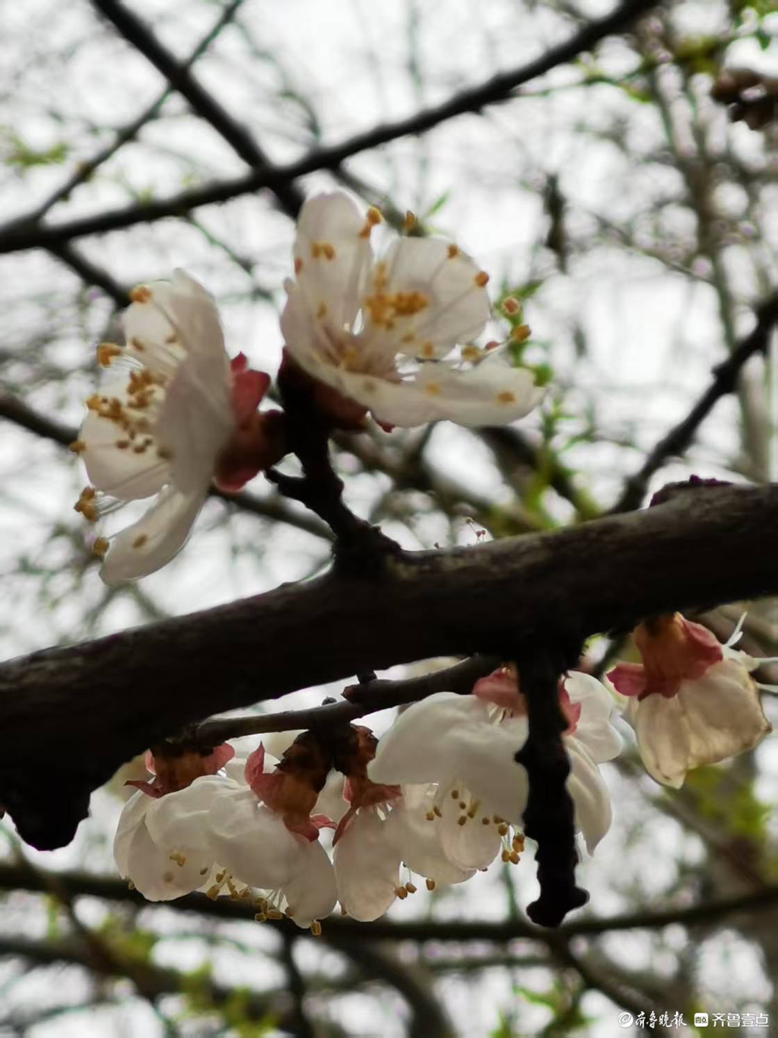 青年渠旁春意浓