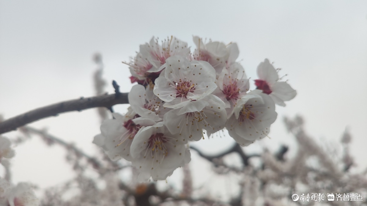 春风十里，杏林花开
