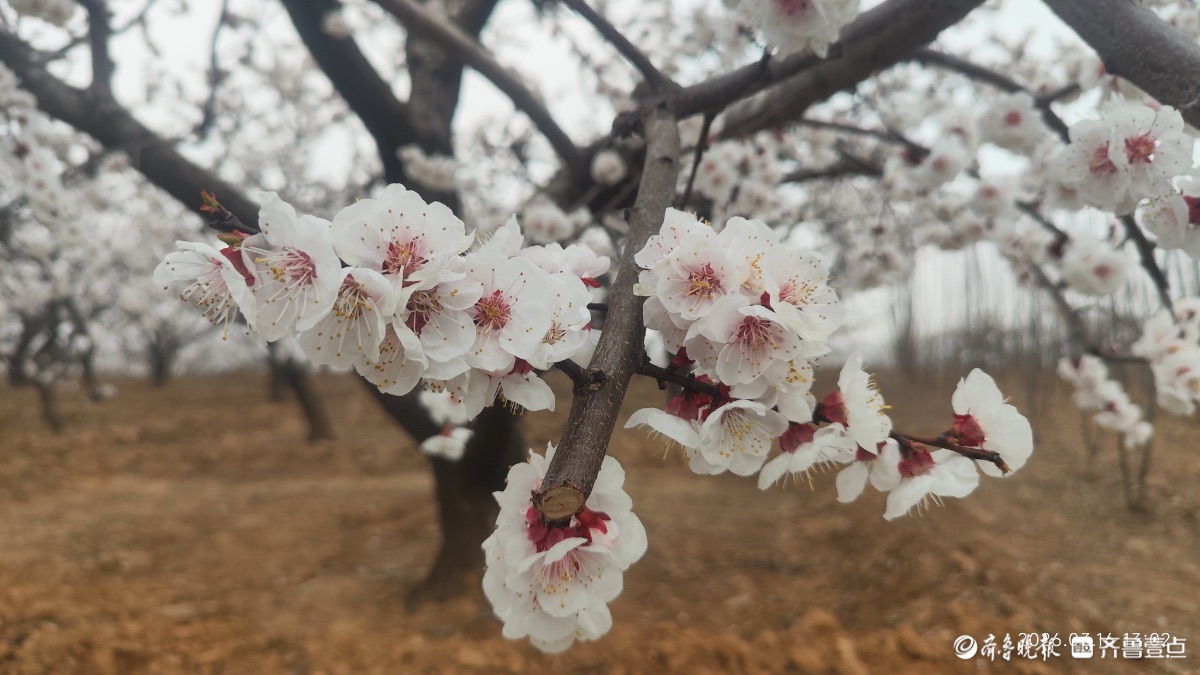 春风十里，杏林花开