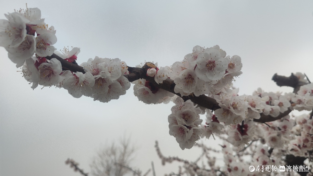 春风十里，杏林花开