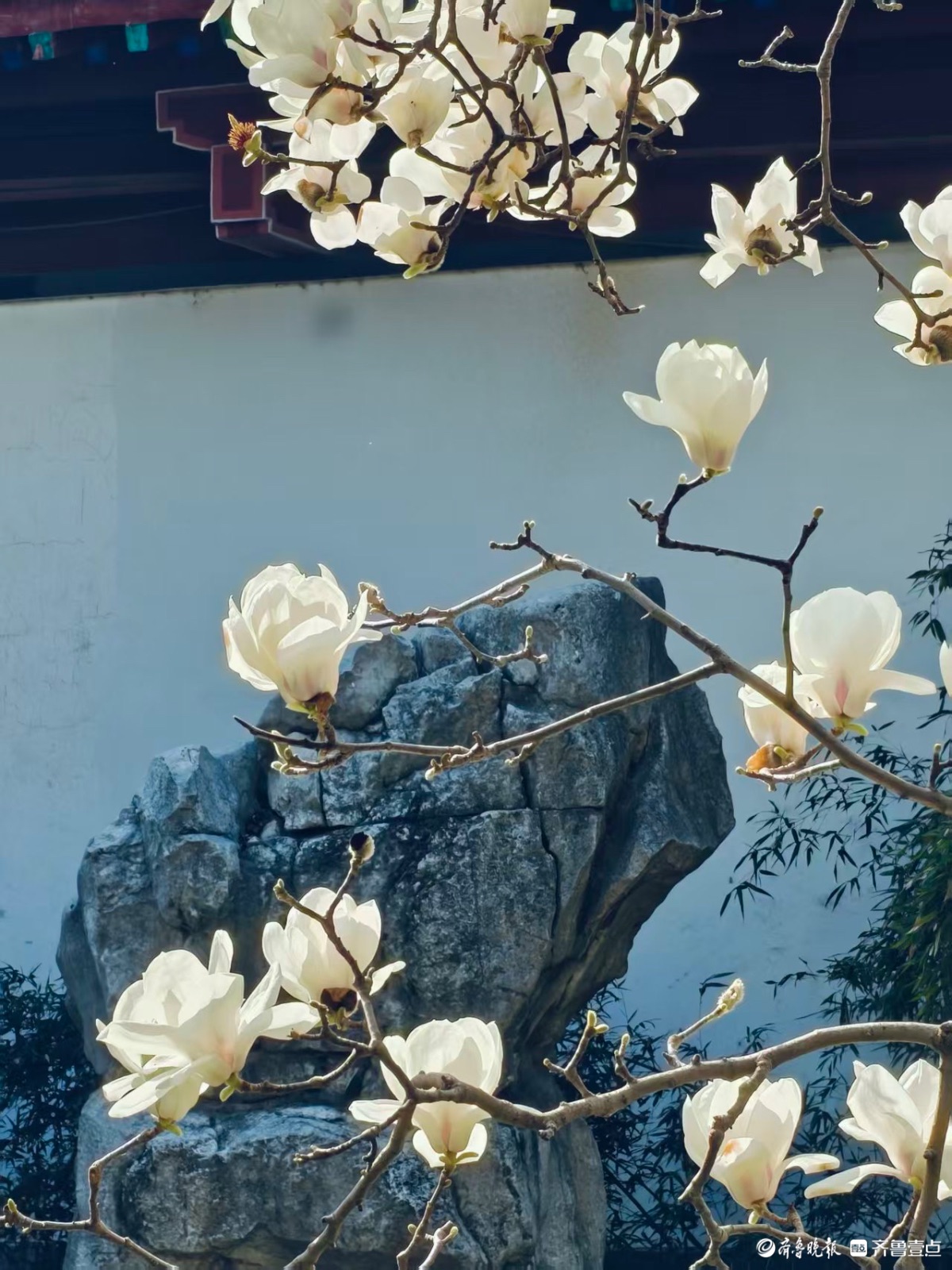 白瓣映古檐，玉兰先春醒