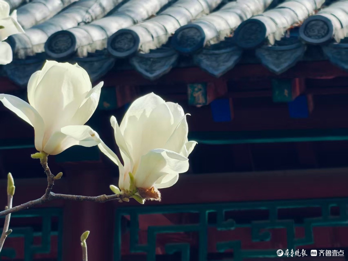 白瓣映古檐，玉兰先春醒