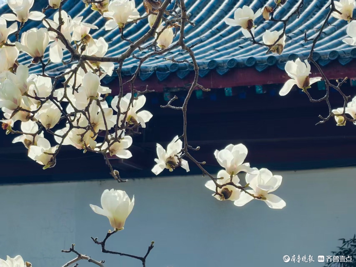 白瓣映古檐，玉兰先春醒