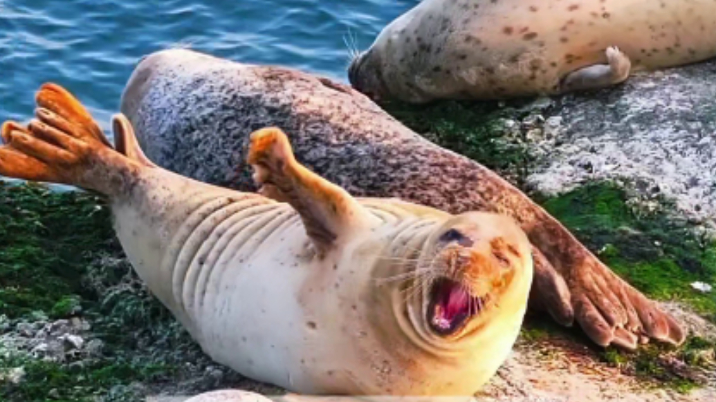 果然视频｜斑海豹今年提前“到访”烟台长岛，已累计监测到41只