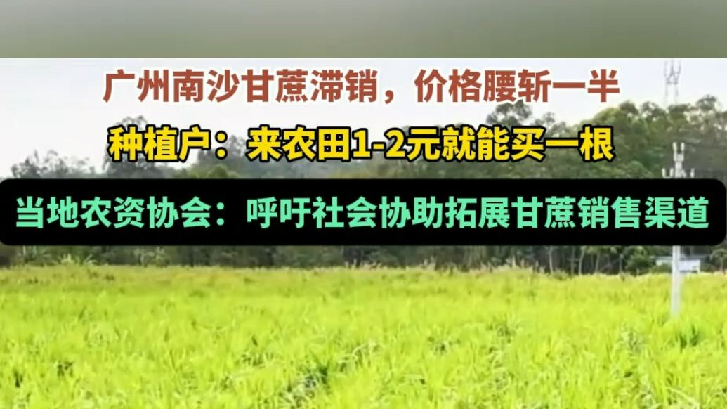 果然视频|南沙甘蔗滞销，低至一元一根？广州农资协会回应