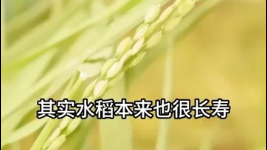 重拾丢失基因，中国科学家培育出“长寿水稻”