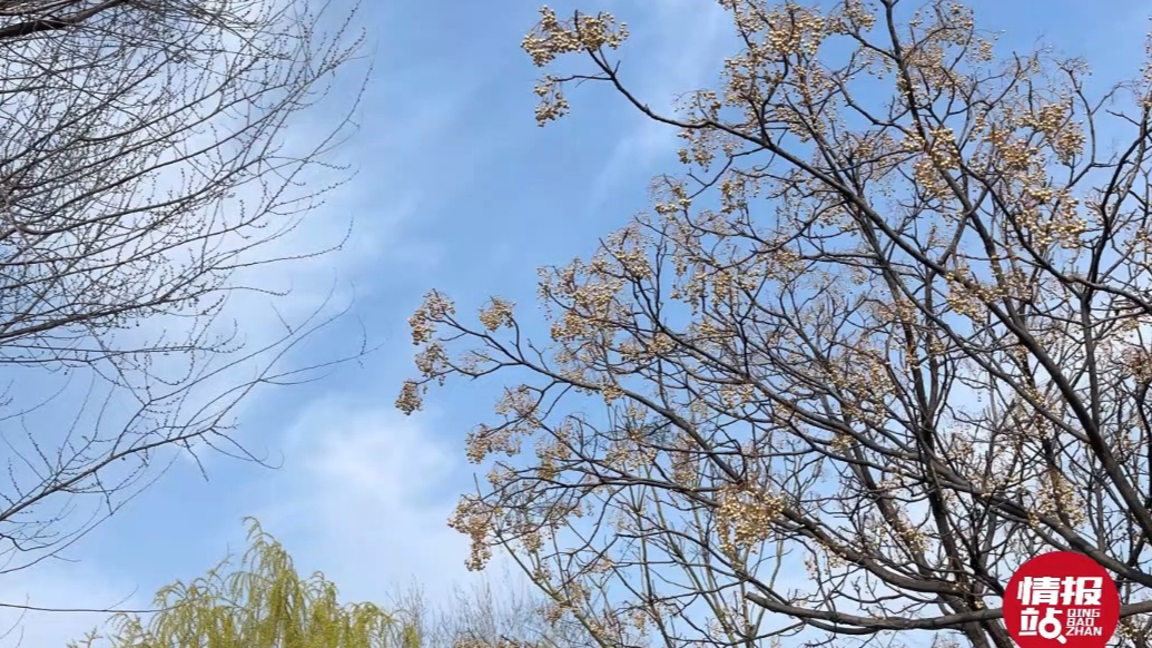 天气情报站|春光美好！济南春分迎来晴好天气，踏青赏花正当时